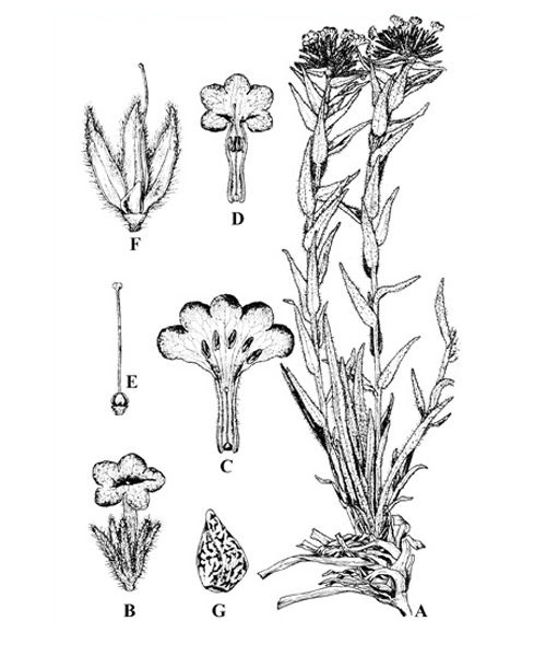 Natural compounds from  Arnebia euchroma